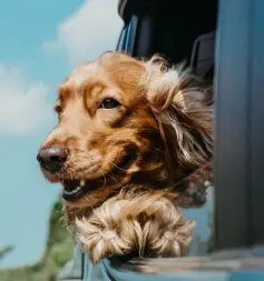 A dog looking out the window of a car.
